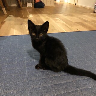 甘えん坊なクロネコくん！