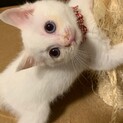 ブルーアイの白猫ちゃん、里親さん決定‼︎
