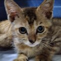 生後2ヶ月くらいサビ柄のさくらちゃん！
