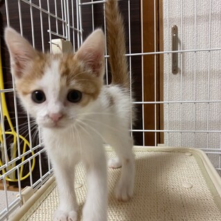 里親決定しました