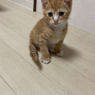 里親決定しました