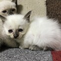 シャム子猫ちゃん