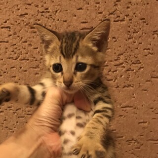 里親決定しました