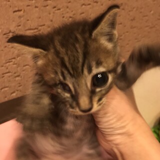 里親決定しました