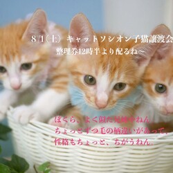 ＊子猫が中心譲渡会＊