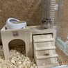 ハム王