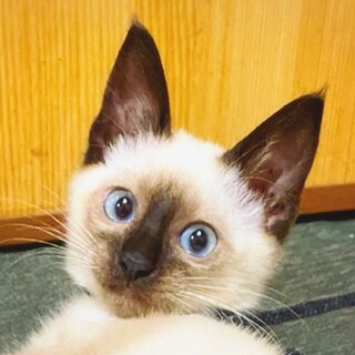 【募集一旦停止】ちょっと怖がり甘えんぼ♪タンザ王子