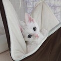 あざと可愛いミルクちゃん♡