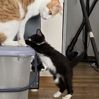 【募集停止】愛嬌満点の子猫ちゃん