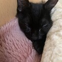 黒猫の子猫で女の子です！