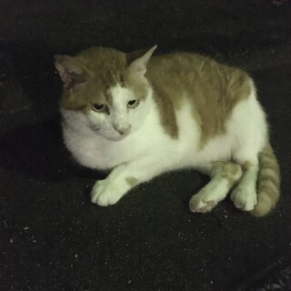 人慣れしてるぽっちゃりくん