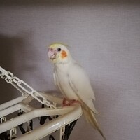 迷子のゆきちゃん