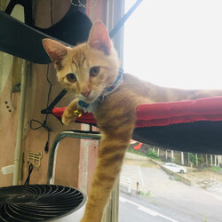 チャトランです。