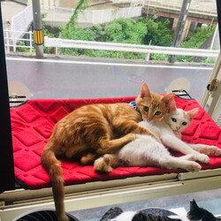 「チャトランです。」サムネイル2