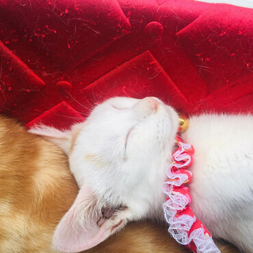 ユイちゃんの写真