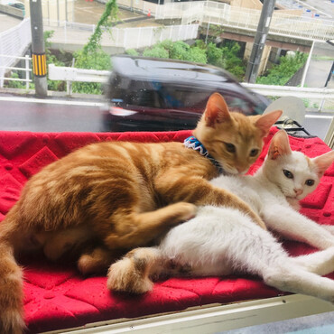 ユイちゃんの写真