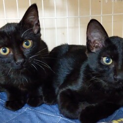 猫の譲渡会　in　名古屋市瑞穂区生涯学習センター サムネイル2