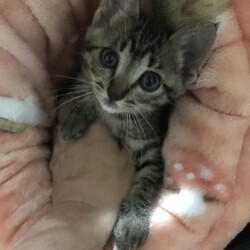 猫の譲渡会　in　名古屋市瑞穂区生涯学習センター サムネイル3