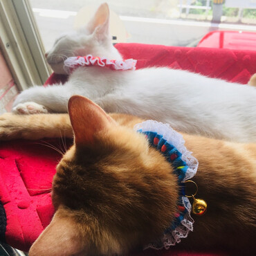 ユイちゃんの写真