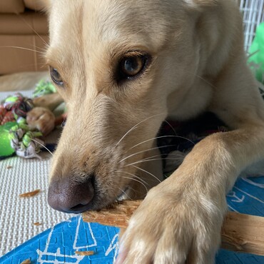 木だってガジガジしちゃう！