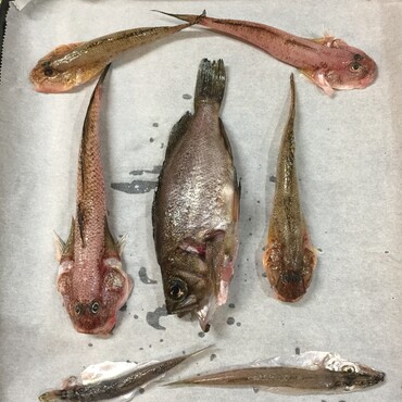 お魚パーのお気に入りはメバルとハゼ！今日も小雨、それでも雷のために出漁！