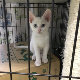 4/23 白猫 ブルーアイ