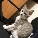 サバトラの子猫♀の里親募集します。