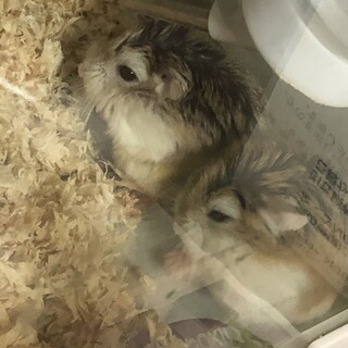 ロボロフスキーハムスター ペア