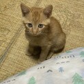 オスです！予防注射しました！仲良しきなこパン柄③