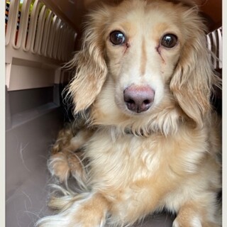 ☆りんご☆里親さま決定☆