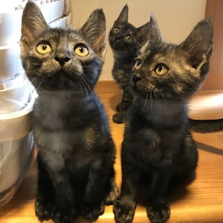 元気なブラックスモーク兄妹