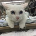 ブルーのお目々の白猫美人さん。