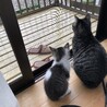 りんとまめ
