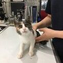 仔猫里親募集中