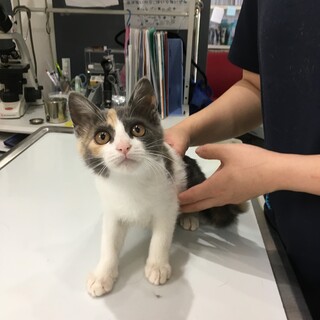 仔猫里親募集中