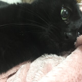 ＊お返事上手な黒ねこの女の子です＊