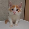 遊んで欲しい子猫の男の子（猫ヘルペス保有者） サムネイル3