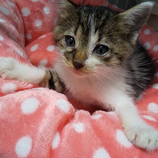 段ボール遺棄ふわもこ子猫