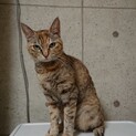警戒心の強い麦わら猫メス推定５歳