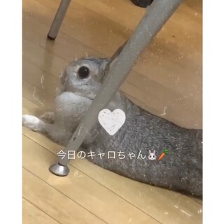 キャロ♡里親募集！ゲージや食料も新しいのをお渡し！