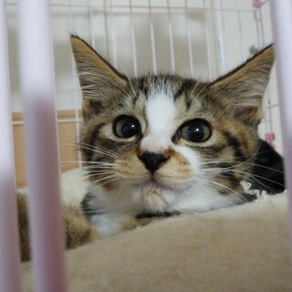 カワイイ顔の3ヶ月 白キジ柄 女の子