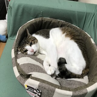 5歳のトトロくん