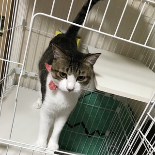 3歳のマロくん