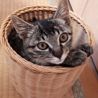 おっとり甘えん坊　くぬぎ♂