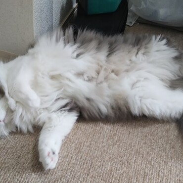 暑くなってきたので、アルミの冷え冷えマットでヘソ天