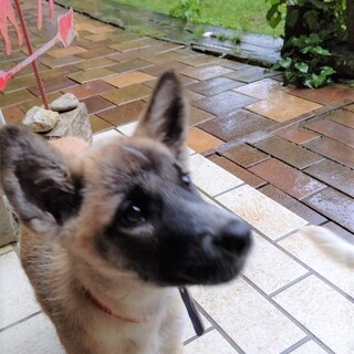 「花ちゃん」・・ありがとうございました。