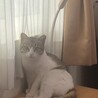 フレーバーティー