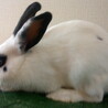 ミニウサギ(ドワーフホト系) 小くん サムネイル2