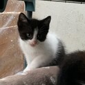 子猫の里親募集