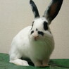 ミニウサギ(ドワーフホト系) 小くん サムネイル3